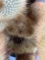 Preview: Notocactus leninghausii